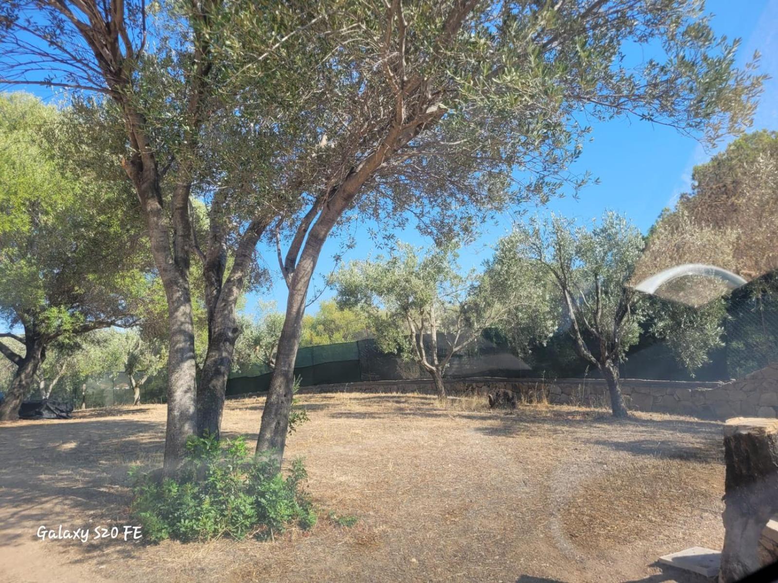 Residenza Degli Ulivi Leilighet Olbia Eksteriør bilde